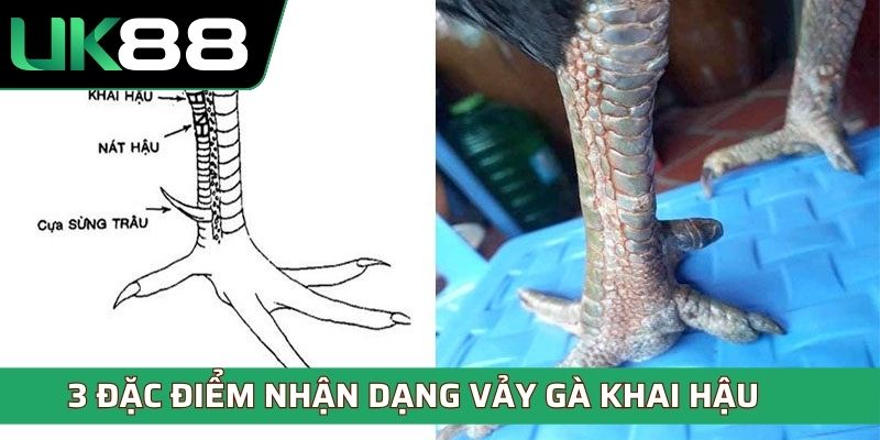 3 đặc điểm nhận dạng vảy gà khai hậu
