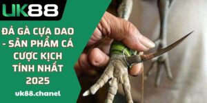 Đá Gà Cựa Dao