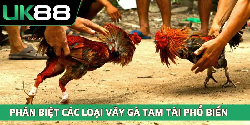 Phân biệt các loại vảy gà tam tài phổ biến