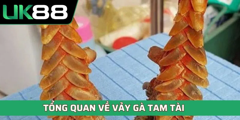 Tổng quan về vảy gà tam tài