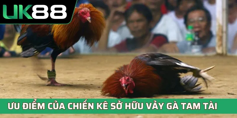 Ưu điểm đặc biệt của chiến kê sở hữu vảy gà tam tài