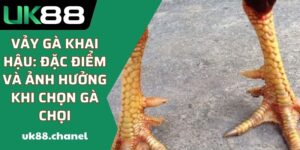 Vảy Gà Khai Hậu